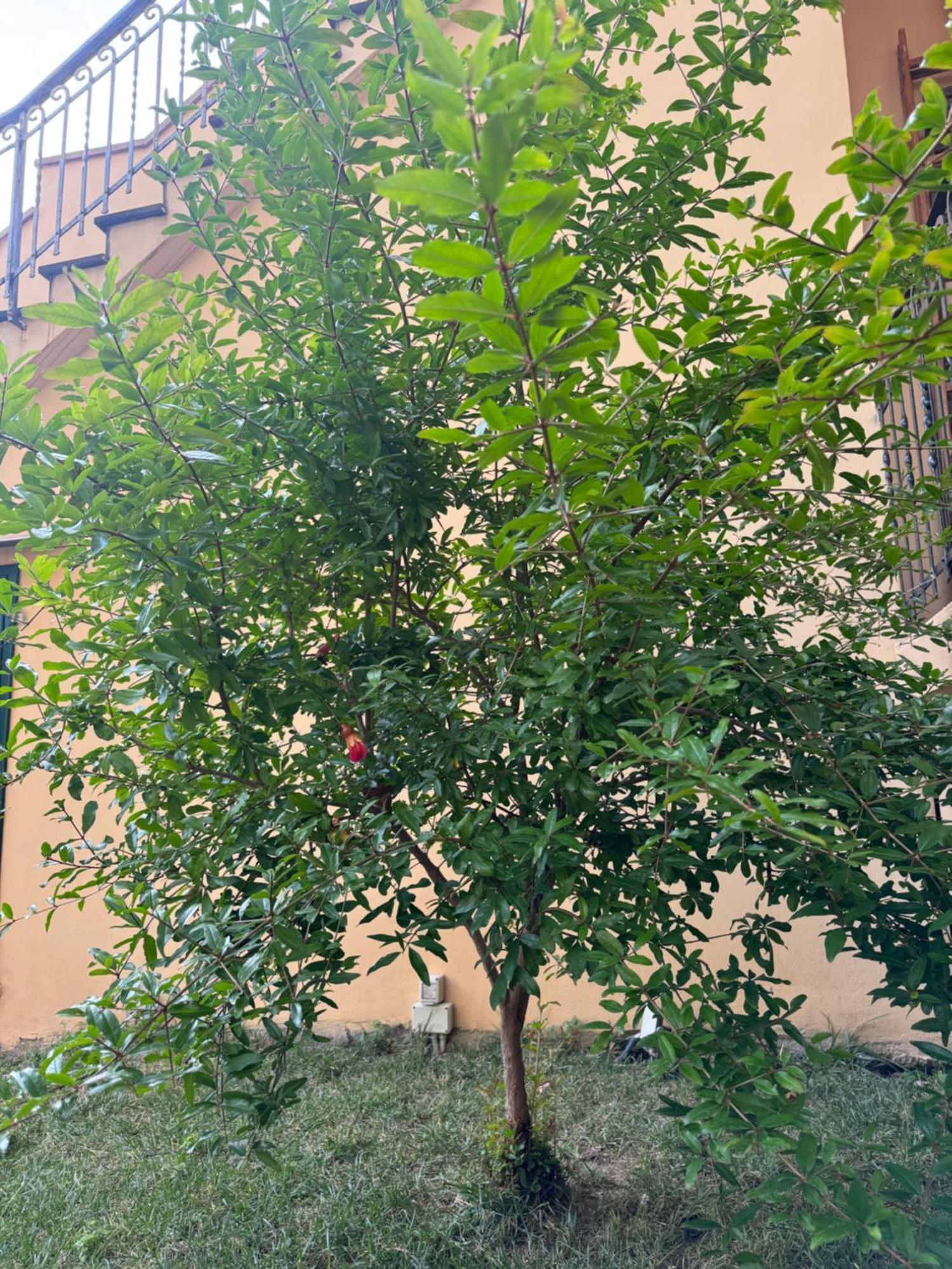 La Casa Di Grace Daire Floransa Dış mekan fotoğraf